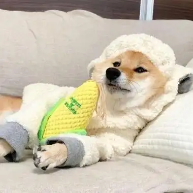 狗狗微信头像图片大全可爱