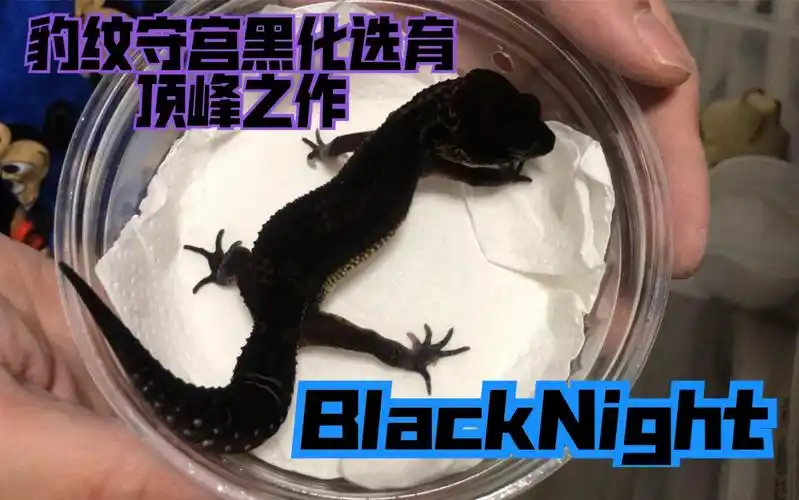 豹纹守宫黑化选育品系之blacknight黑夜