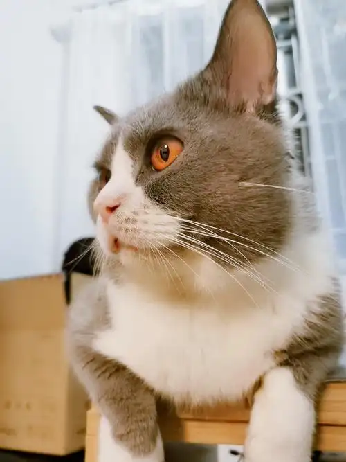 超漂亮的红铜色眼睛