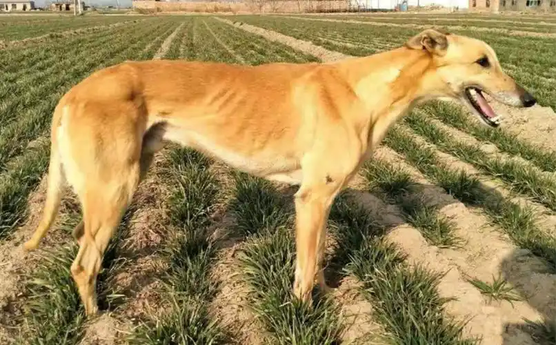 黄色狐狸 900155000039444