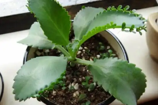 落地生根的功效与作用有哪些?