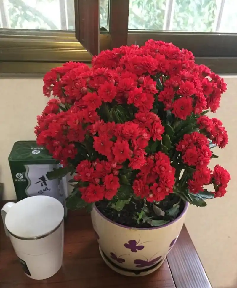 非洲红宝石,长寿花里非常出色的品种,株型低矮紧凑,高度和冠幅都是20