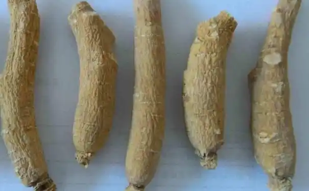 西洋参有假的吗西洋参的真假好分辨吗图