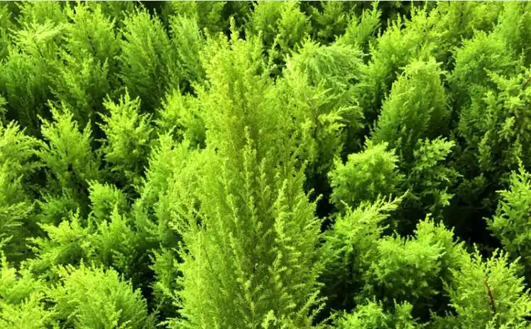 香松观叶植物净化空气塑料盆养眼办公室小型盆栽花卉绿植