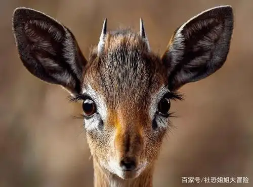 可爱的小鹿,大眼睛长睫毛