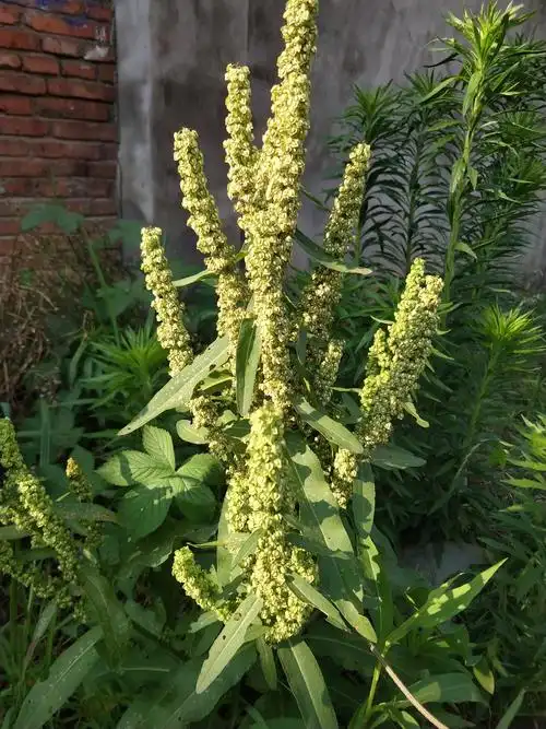 中草药植物园一百二十三土大黄