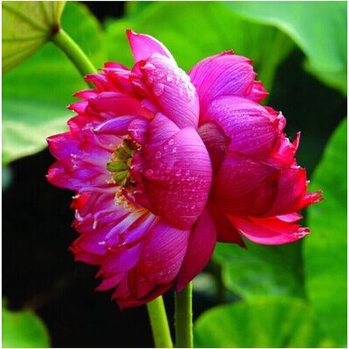 水培睡莲小型荷花种藕庭院阳台水养花卉盆栽种籽 并蒂莲30粒 盆 液 泥