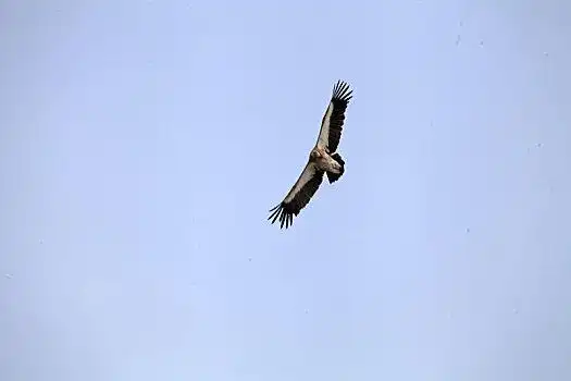 全景网整合高端神鹰图片库和正版神鹰图片素材,拥有大量神鹰高清图片