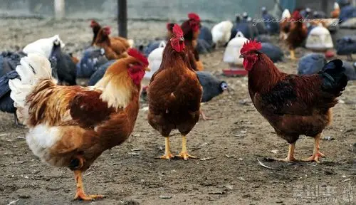 鸡鸭羊猪农家乐(1/13)