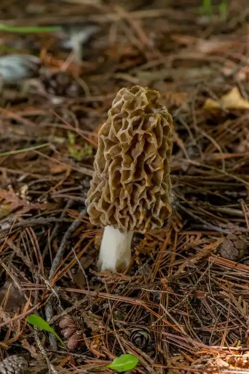 羊肚菌是一种珍贵的野生食用菌,其形状独特,因形似羊肚而得名.