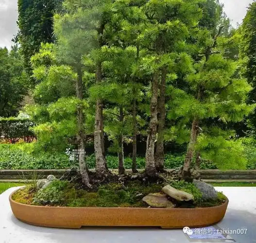 全球著名丛林盆景赏