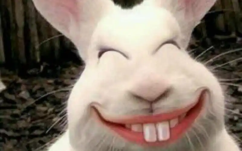 可可爱爱的兔子牙