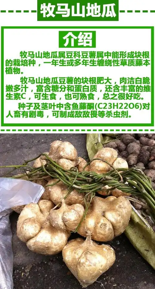 牧马山地瓜种子水果地瓜番薯种籽凉薯茎叶四季春蔬菜沙葛清凉土瓜