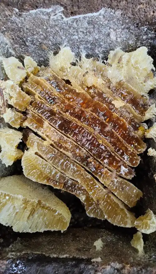 野生蜂巢蜜:大自然的馈赠