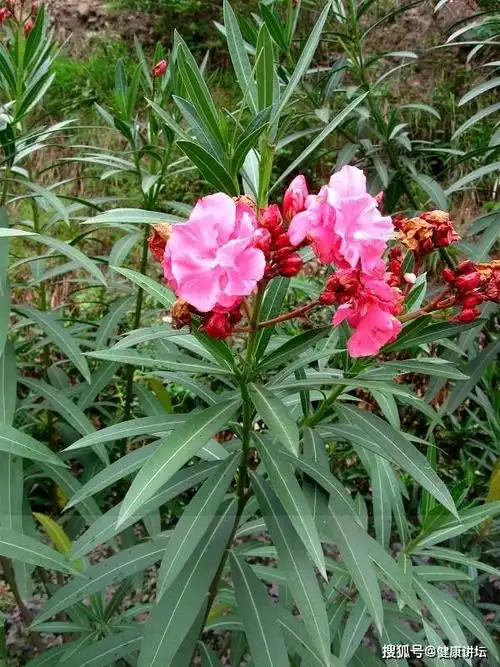 用夹竹桃自制老鼠药*星星论道_有毒