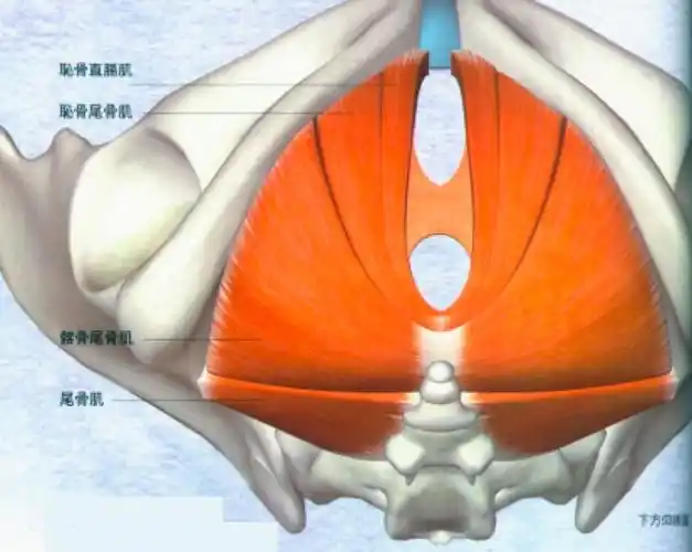 提肛肌是一块大块的肌肉,由耻骨直肠肌,耻骨尾骨肌,髂骨尾骨肌所组成
