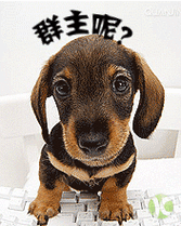 狗狗问候群主呢发红包gif动图_动态图_表情包下载_soogif