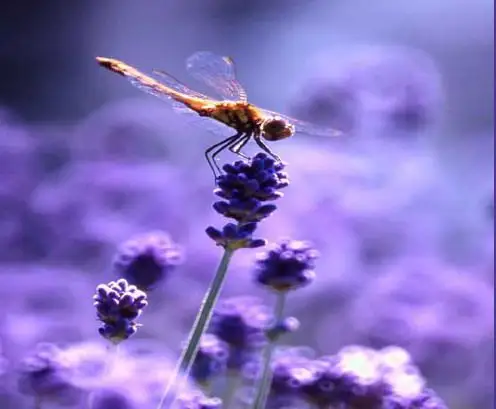 蜻蜓的故事(改写) - 唐玄宗 - 唐玄宗的博客