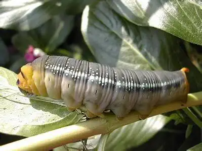 夹竹桃天蛾末龄幼虫 鳞翅目天蛾科