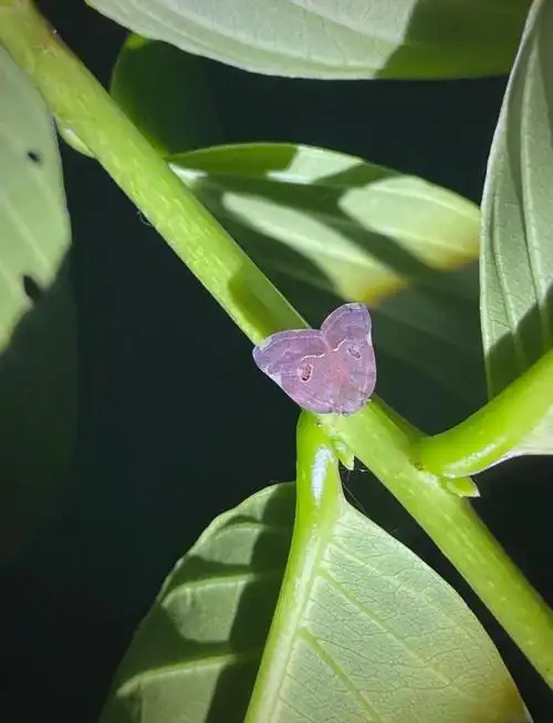 广翅蜡蝉:独特外观与隐蔽生存策略揭秘