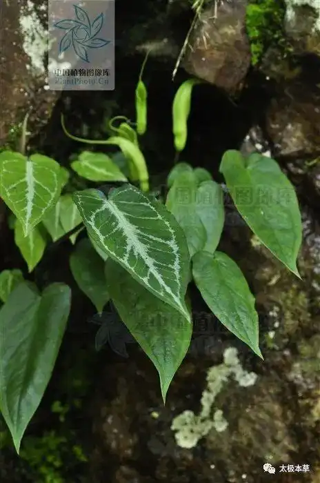 滴水珠见过吗解表止痛散结消肿用于毒蛇咬伤胃痛腰痛