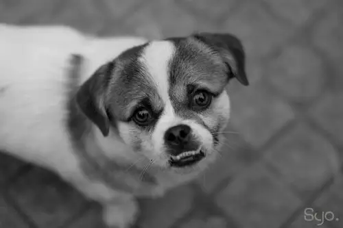 那双无助的眼神.带着淡淡的忧伤.抱歉不能为你做些什么.