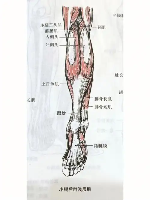解剖小腿肌群深层浅层