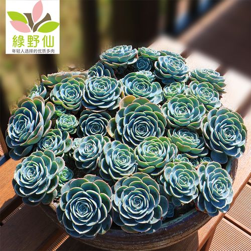 玉蝶老桩多肉植物一物一拍手捧花绿植盆栽花卉稀有景观室内花包邮