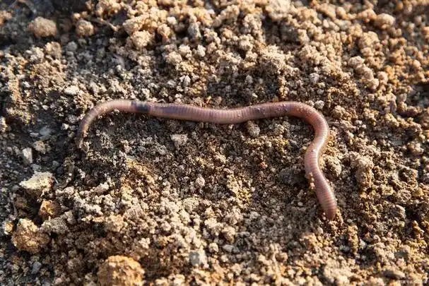 蚯蚓是一种趋于常见的无脊椎动物,能摄取泥土,残渣和腐烂植物