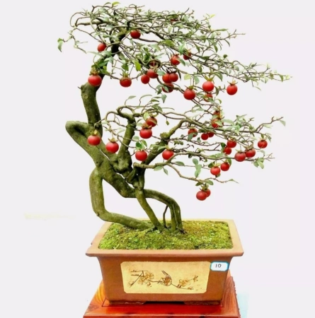 盆景怎么玩?这份金弹子攻略值得收藏