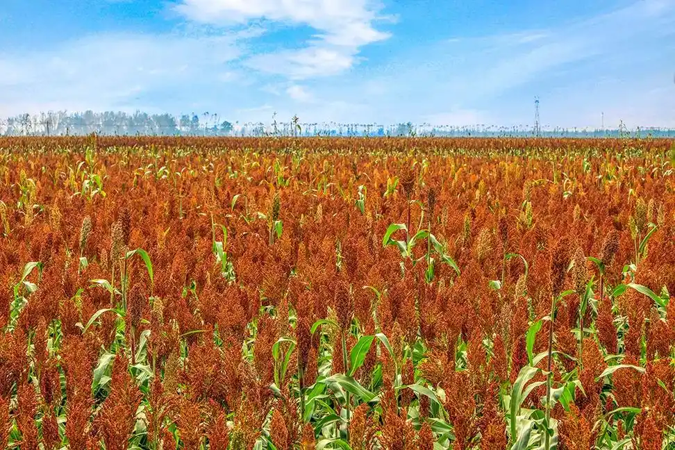 红高粱.#丰收的季节 #农田风景 #一起来拍秋天 - 抖音