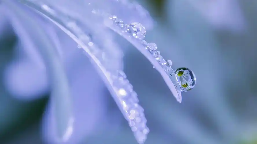 其它,水珠,露珠,唯美,小水珠里的大世界壁纸