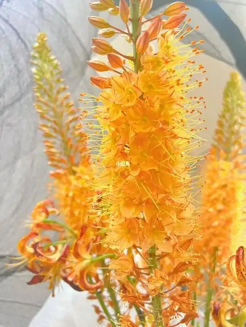 荷兰狐尾与头巾百合