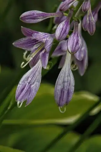 素雅浪漫紫玉簪