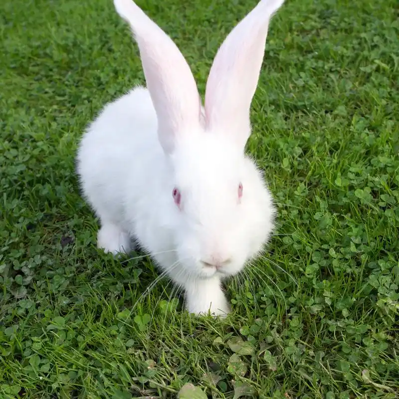 在绿色草地上复活节兔子
