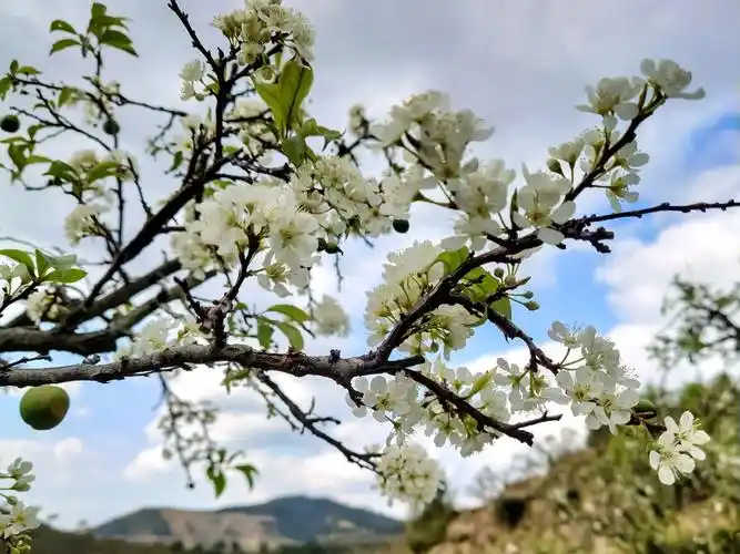 惊飞远映碧山去,一树梨花落晚风.#图文伙伴计划 #手机摄影  - 抖音