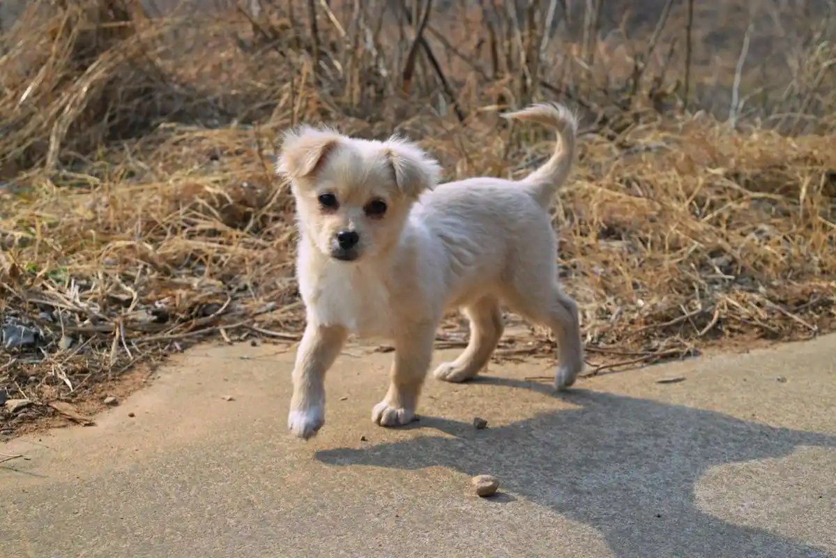 98一只长不大的小土狗 91