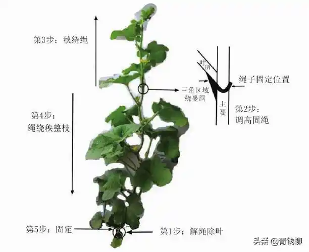 基金项目大棚西甜瓜穿洞引线式高效吊蔓技术