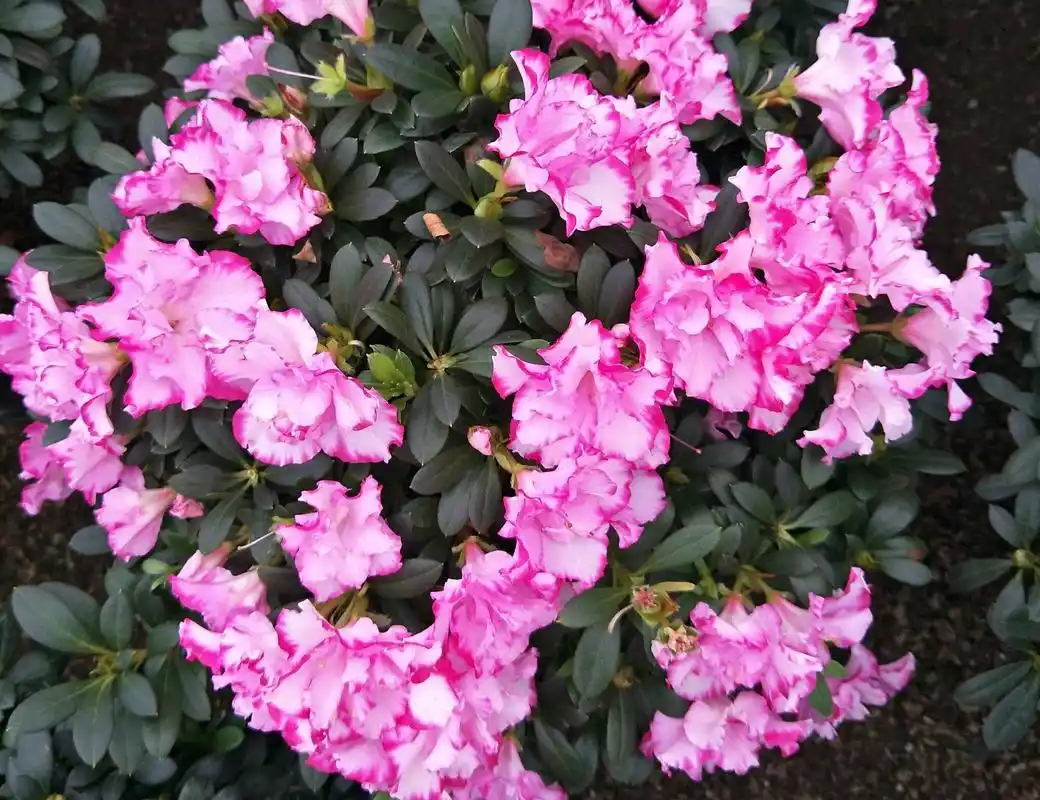 买回来的四季杜鹃花,养护才一周,花苞还没绽放就发黄枯萎了