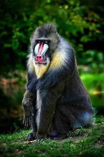 人家是鬼面狒狒～世界上最大的猴科灵长类～单挑小花豹你敢吗～" ☆*