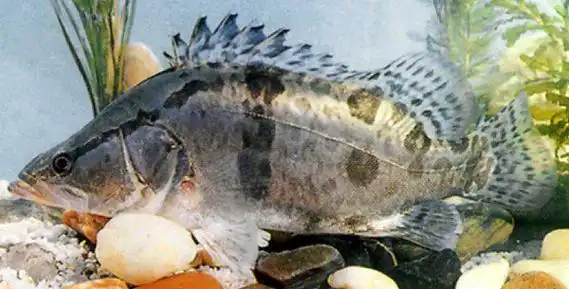 [鱼的生活规律]鳜鱼我国四大名鱼习性和钓法|泥鳅|钓饵|鲫鱼|淡水鱼