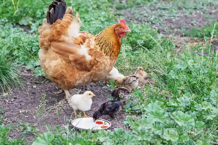 鸡鸡和小鸡在花园里寻找食物和喝水