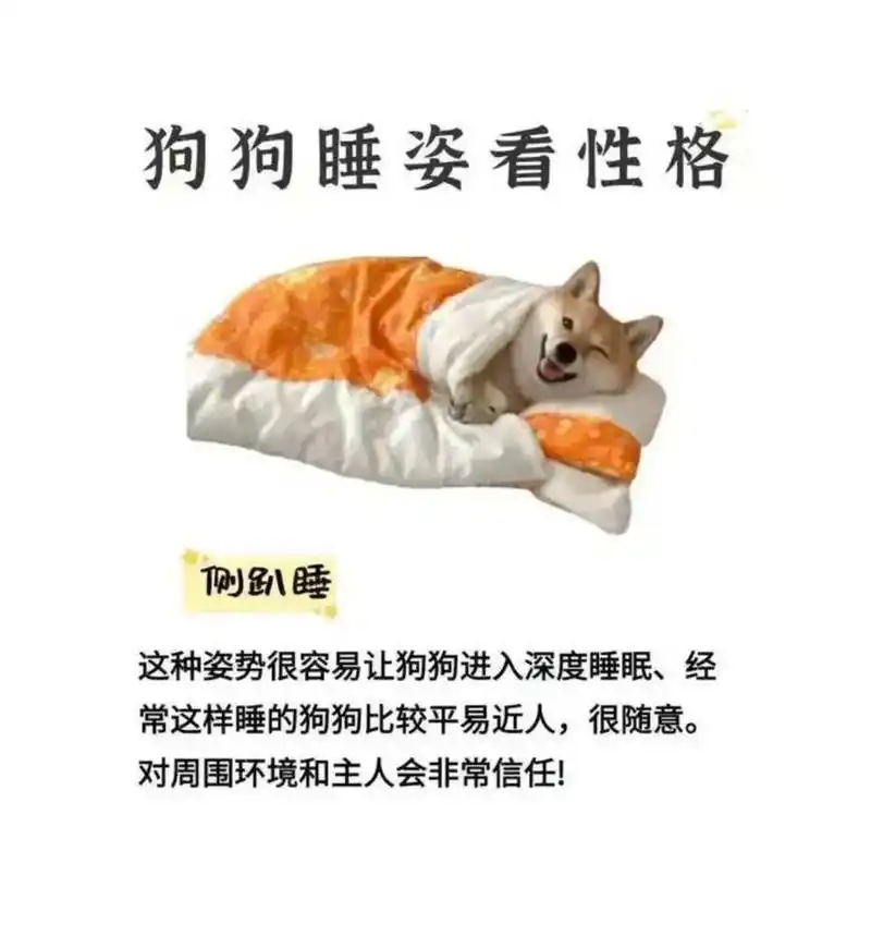 根据狗狗睡姿看性格.1.侧趴睡  这种姿势很容易让狗狗进入深 - 抖音