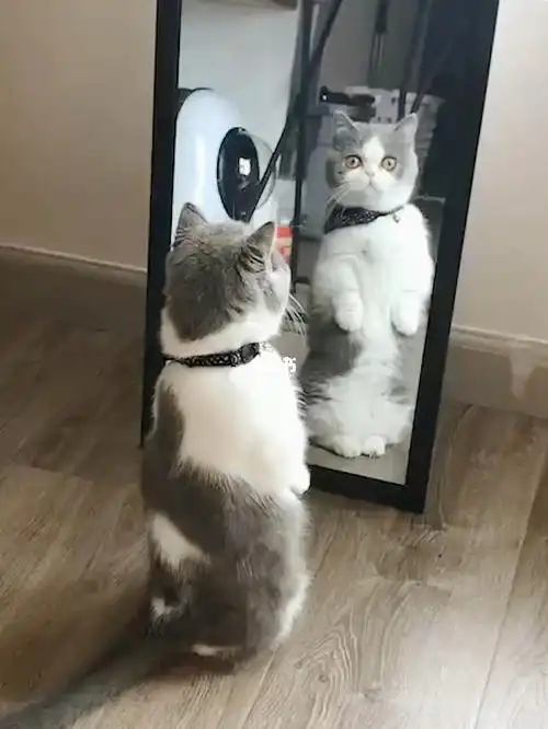 猫咪第一次照镜子被自己美到09