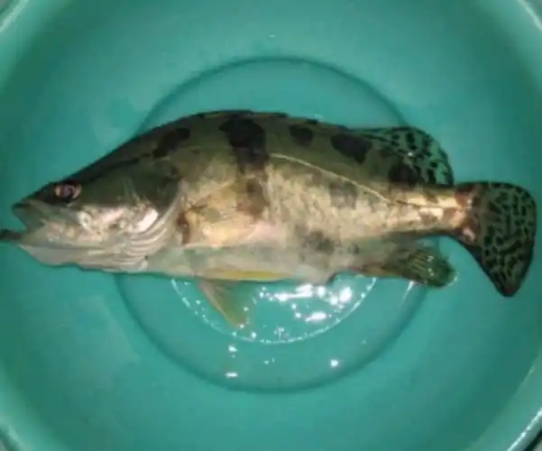 广西鱼苗/广西桂花鱼鱼苗/贵州桂花鱼鱼苗产自广西/云南桂花鱼鱼苗