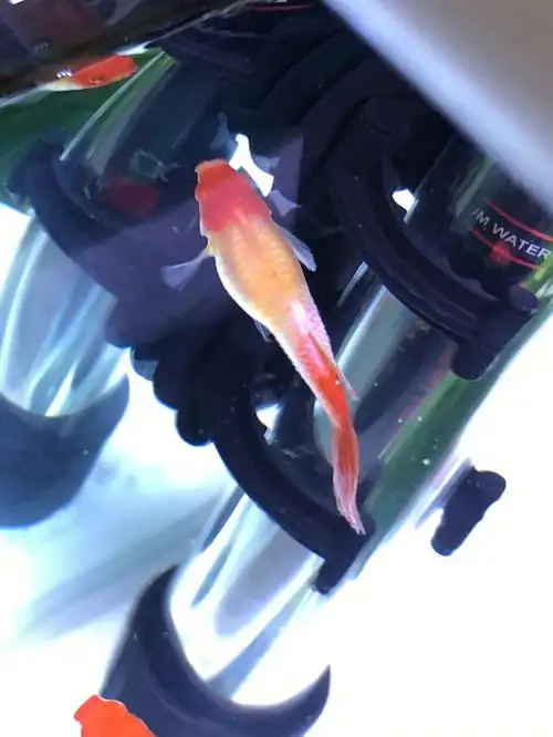 孔雀鱼  #热带鱼  #鸿运当头