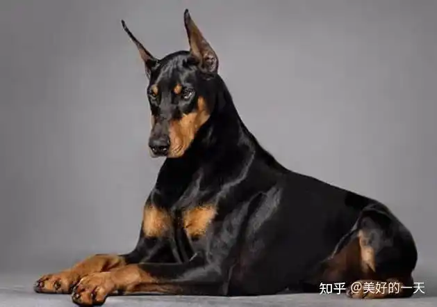 狗界最聪明的5种狗榜首众人皆知