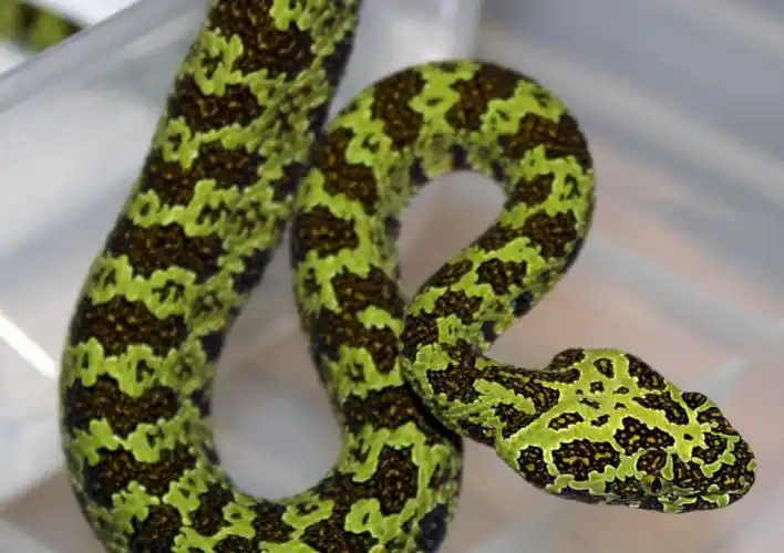 莽山烙铁头蛇(分布于湖南省的巨型毒蛇)