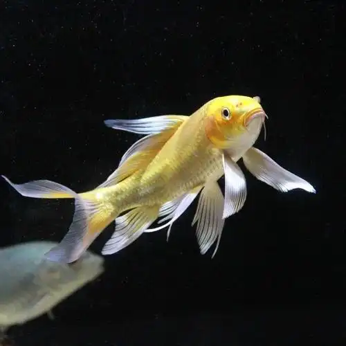 纯种龙凤锦鲤黄金龙凤锦鲤鱼风水鱼鱼金鱼冷水鱼活体 黑金龙凤18-22cm