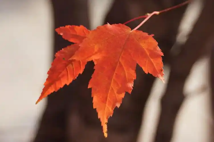 其它 秋之韵:"枫"情万种染金秋 写美篇两旁的枫叶立着,风一吹,不时地